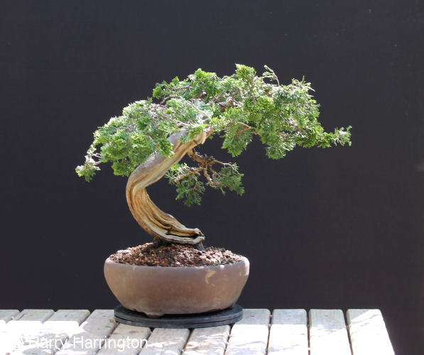 AT Juniper sabina carving and styling